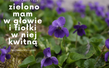 Zielono mam w głowie 