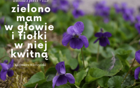 Zielono mam w głowie 